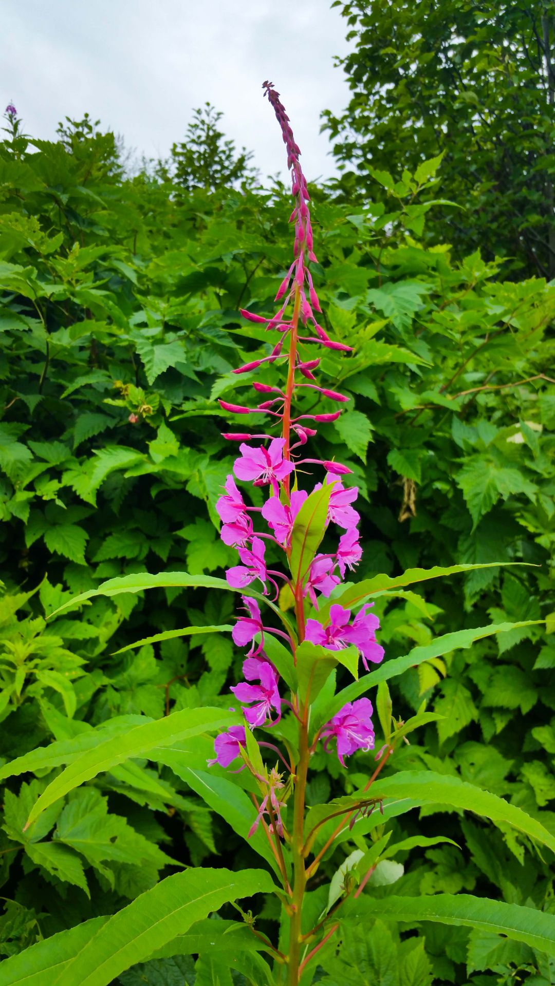 Fireweed