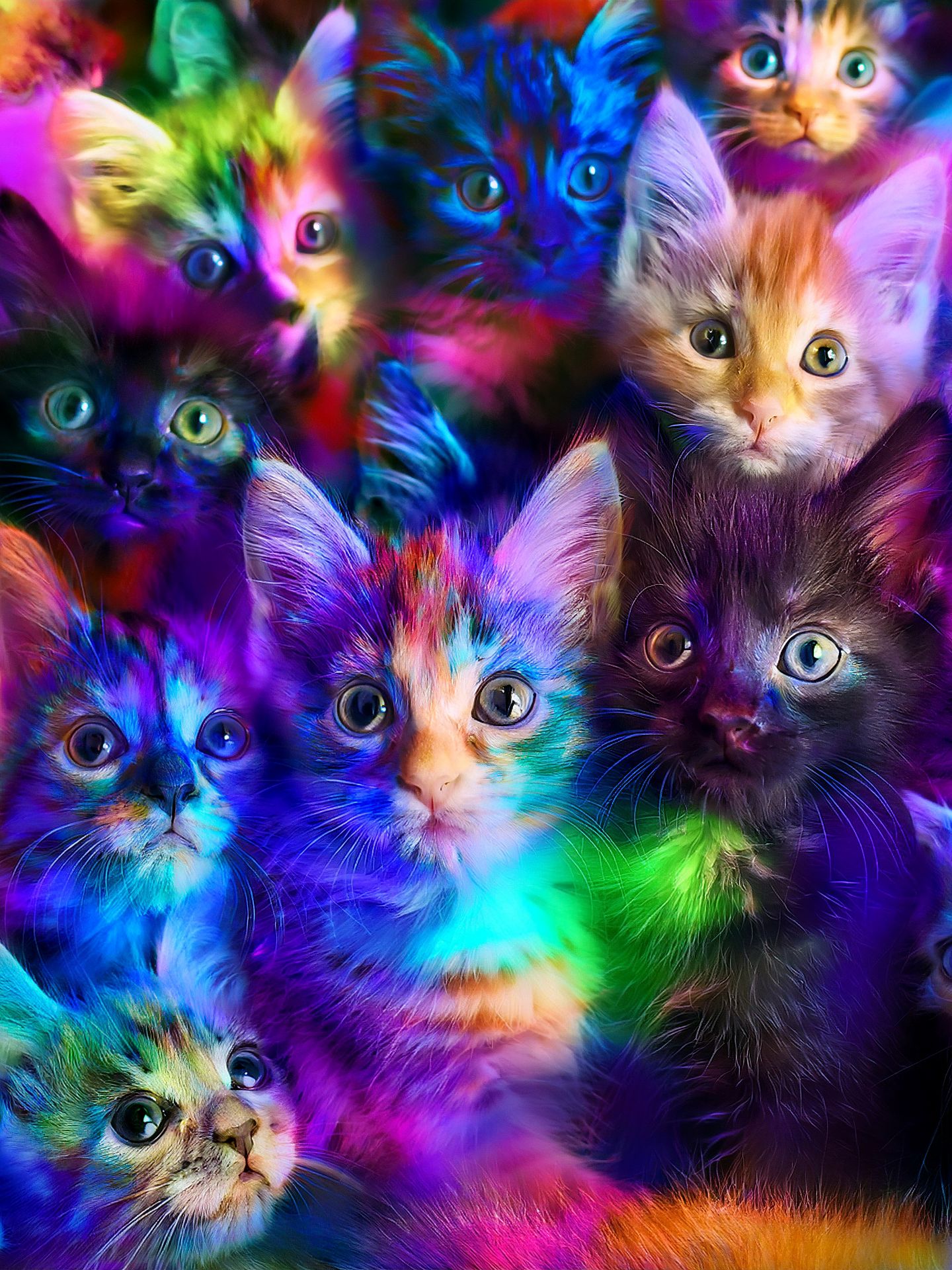 Kittens